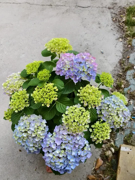 又到了一年一度入手绣球的季节