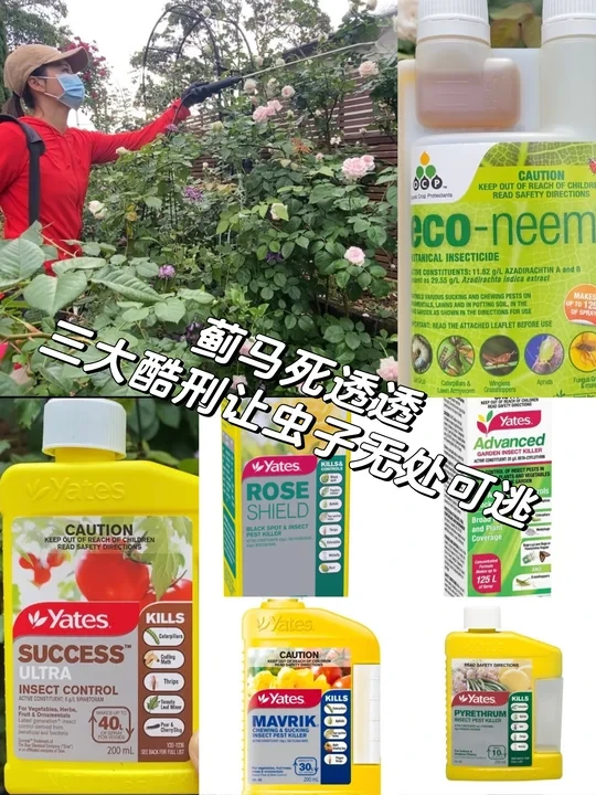 花想开好，虫要杀好！三大酷型杀虫剂