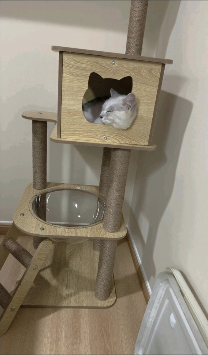 猫玩具