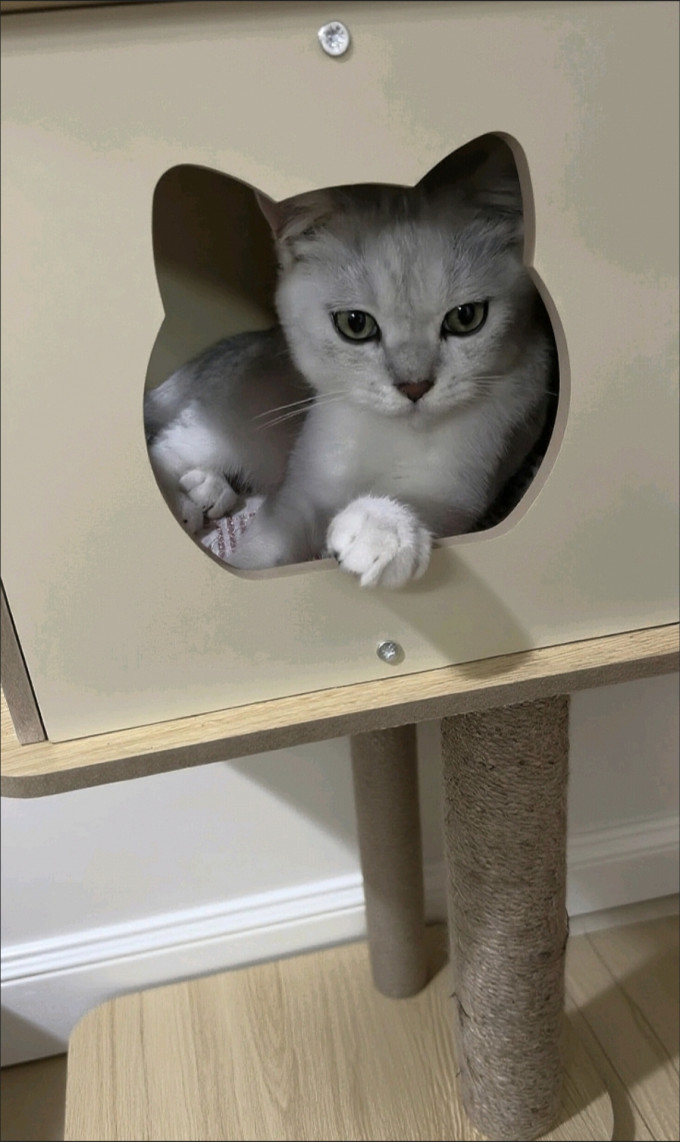 猫玩具