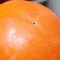 现摘脆柿子,口感脆甜无渣