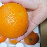 爱媛38号果冻橙:口感爆汁,全家喜爱