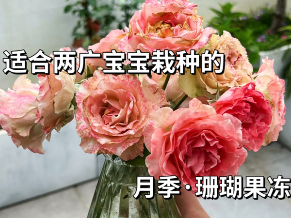 请推给两广地区花友，尤其是养不好月季的，看什么看就是你！