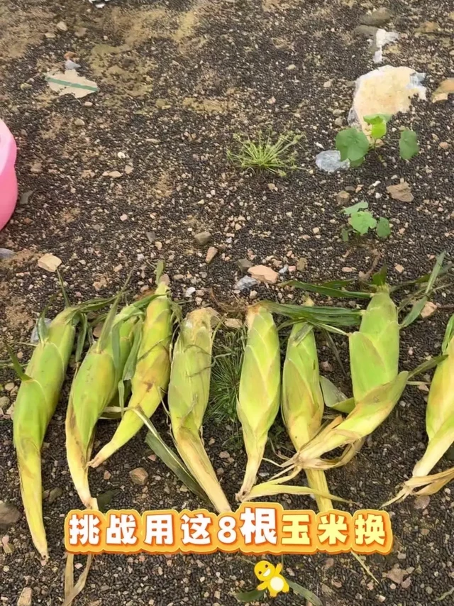 #玉米换8斤鱼挑战成功。🍁用8根玉米换8斤鱼真的做到了!今天在洲湾水库钓了6小时,虽然天气冷还下着雨,但收获超惊喜~
先选了9米的汉鼎一号6代综合竿,5+2.5线组配9号海夕钩,抛竿时贴脸的风打湿了