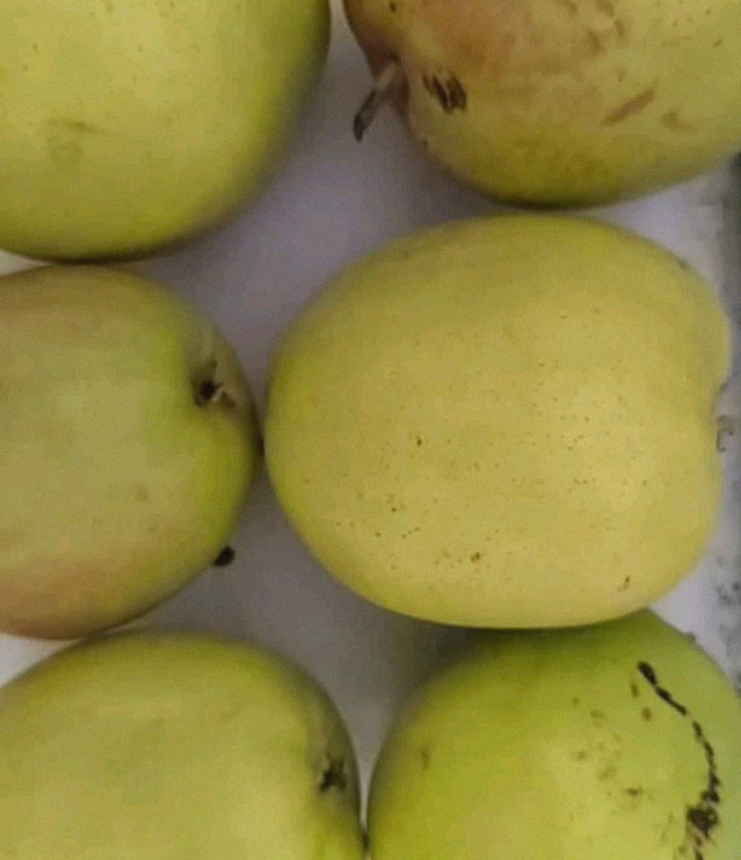 新鲜水果