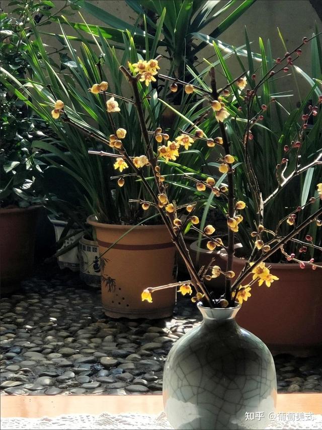 哪些鲜花绿植适合在冬天买回家，给家里添一抹绿色？