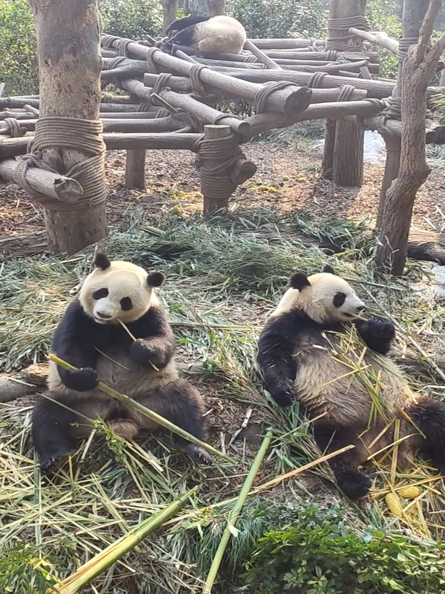 都江堰熊猫谷游记：亲测推荐，虽距离稍远，但比成都基地更值！