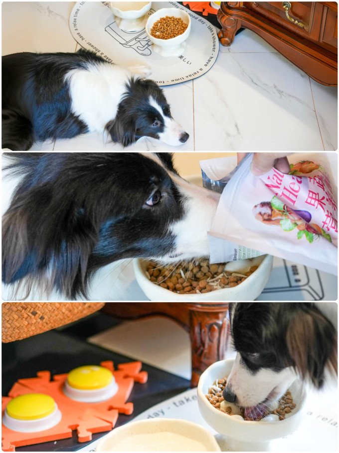 宠物零食