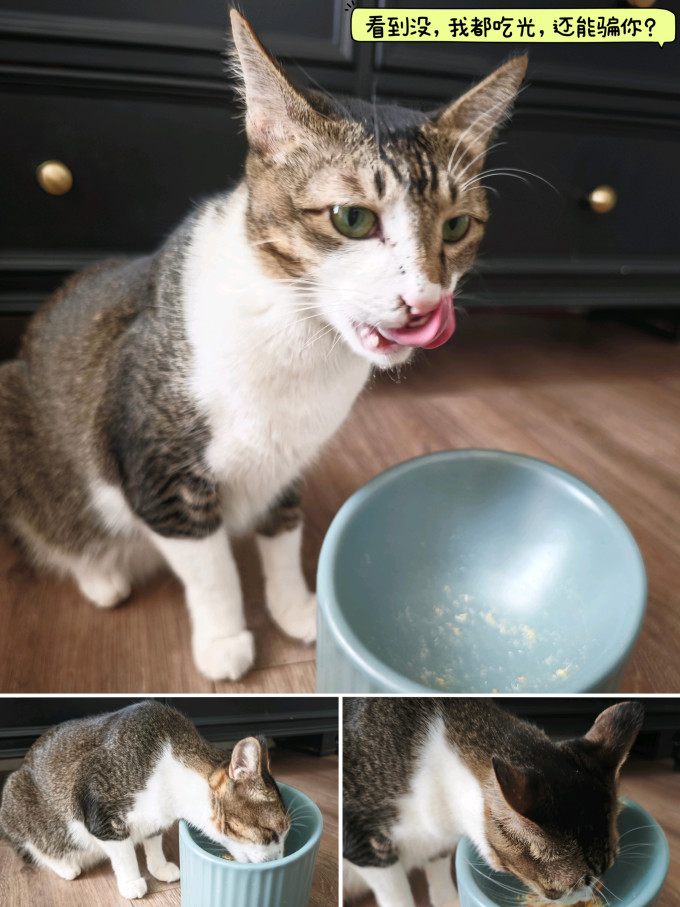 宠物零食