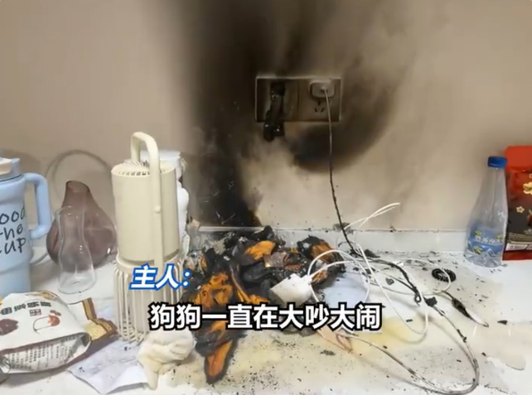 充电宝凌晨充电起火 养了一个月的狗狂吠救了全家