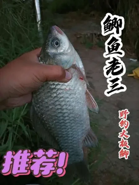 野钓大板鲫，斤鲫#钓鱼 #钓鱼的乐趣只有钓鱼人懂 #种草激励计划 #爆护 #龙王恨