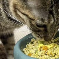 自制猫饭为什么不能随便做？用宠物多功能料理机轻松做不踩雷