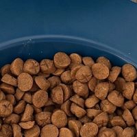 猫咪营养需求因阶段而异