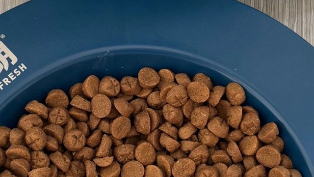 猫咪营养需求因阶段而异