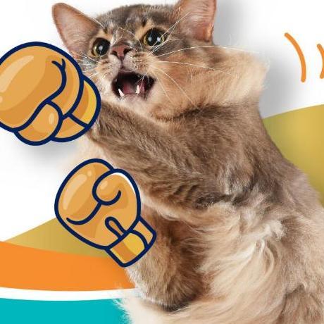 猫咪软便怎么办？别再瞎试！这款被中农大实证有效的猫粮才是正解