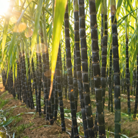 “偷”甘蔗刷屏全网，但你可能连哪里的甘蔗最甜都不知道！