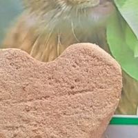 高蛋白低脂兔肉冻干，猫咪超爱