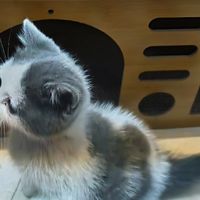 治鼠患反得双倍温暖！0元领养家猫，我的「穷养富爱」实战手册