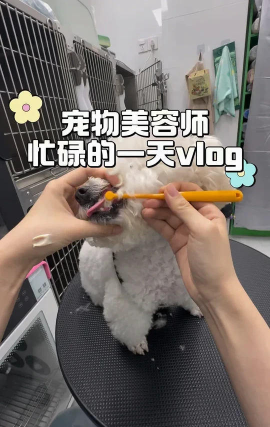 宠物店vlog|今日狗狗刷牙kpi已完成