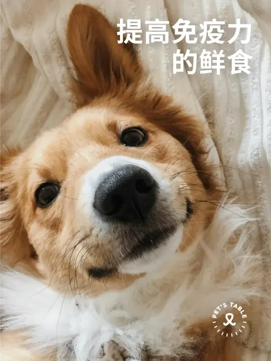 🐶提高免疫力是狗狗长寿的关键！