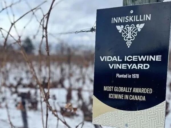 加拿大冰酒：比极光更动人的冬日礼物，甜而不腻的舌尖盛宴