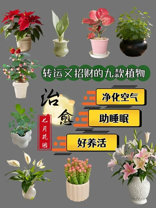 9款能量植物🔥招财转运+治愈颜值双在线