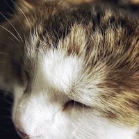 猫粮什么品牌的好？测评希喂、比乐、格吾安猫粮哪款最健康又营养