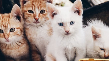猫粮哪个牌子好安全又有营养?实测希喂、美士、醇粹哪款猫粮好