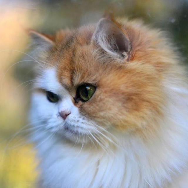 月省三百元！这些养宠神器让我家猫狗和平共处