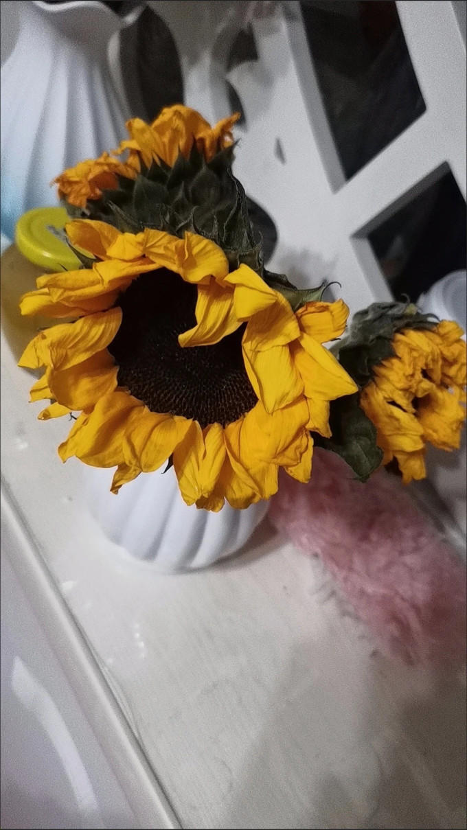 鲜花绿植
