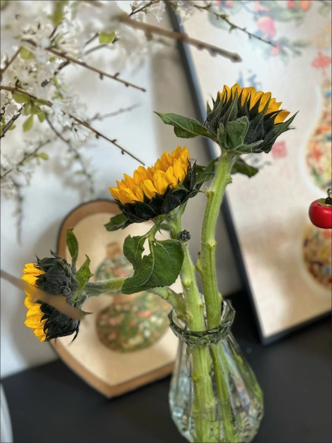 鲜花绿植