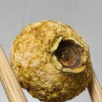 景福山冻干刺梨，VC爆棚的泡水神器