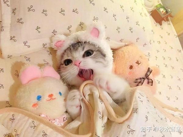 新手养猫需要买哪些装备？