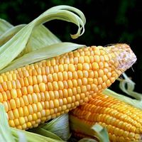 专家回应包装玉米是“僵尸玉米”：不可能通过科技返老还嫩