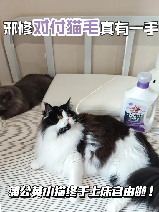 邪修对付猫毛真的牛！蒲公英小猫上床自由了