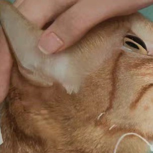 网易严选猫粮：安全适口性价比高