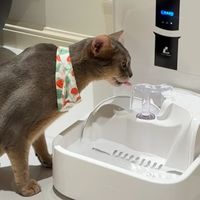 爱玩水猫咪狂喜！LALAHOME饮水机让喝水变上瘾🐆