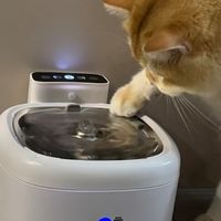 猫咪狂炫水！Riricece无线饮水机解决补水难题🐱
