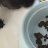 铲屎官必囤!麦富迪BARF冻干粮,我家毛孩子吃到疯狂舔碗!