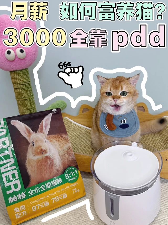 月薪3000如何富养猫⁉️全靠pdd‼️
