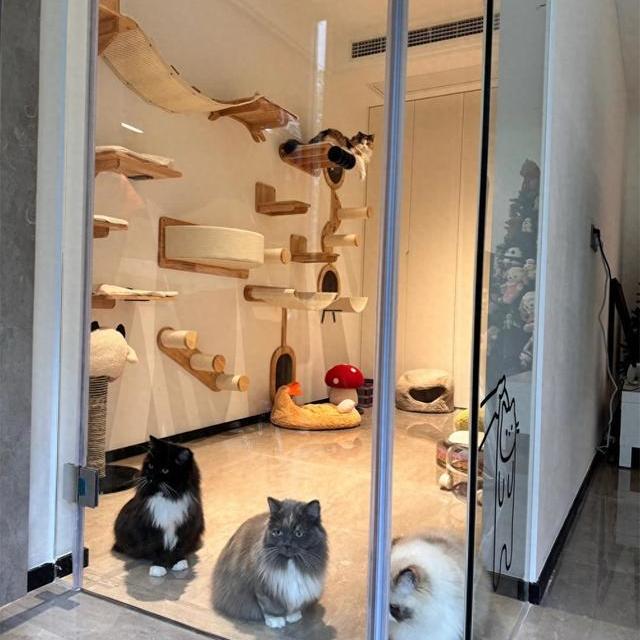 浙江姑娘的7㎡“猫房”火了：4只猫咪玩得欢，还不用担心掉毛拆家
