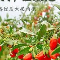 杞利元 枸杞 宁夏特级红枸杞子 中宁特产干货 500g纯正宗 不错的