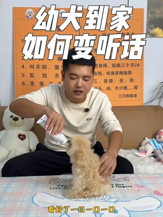 幼犬到家如何训练？ 一条视频教会你幼犬如何变听话 #幼犬训练 #幼犬到家 #幼犬训练教程 #小狗到家