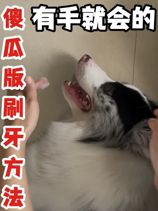 新手一学就会！傻瓜级狗狗刷牙教程！ 狗狗刷牙不配合、牙龈问题怎么办？你们问了800遍的狗狗刷牙教程来啦，新手也能学会，狗狗刷牙真的非常重要，拒研究表明，80%以上、3岁以上的狗狗有口腔问题，狗狗口腔健