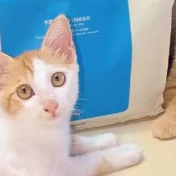 Unite Clean猫砂：除臭效果显著