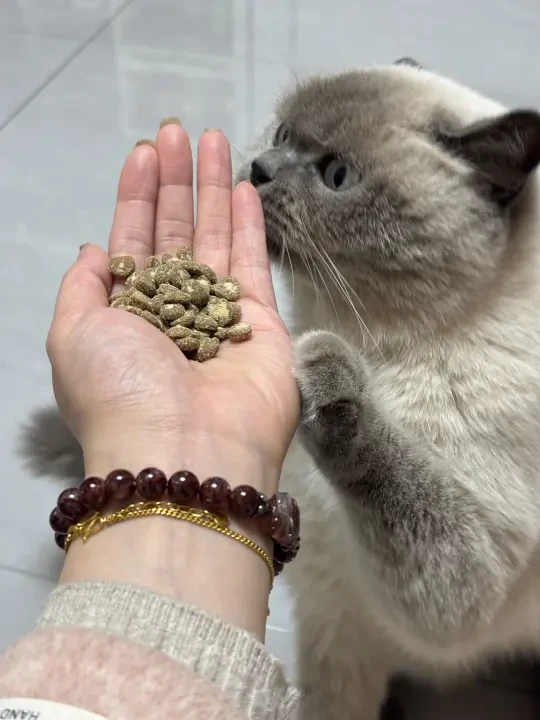 国产猫粮推荐|弗列加特真的没有瓶颈期吗