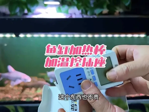 鱼缸加热棒需要加温控插座吗？我觉得也不贵就加一个吧，安全放心#轻松养鱼 #加热棒煮鱼 #温控
