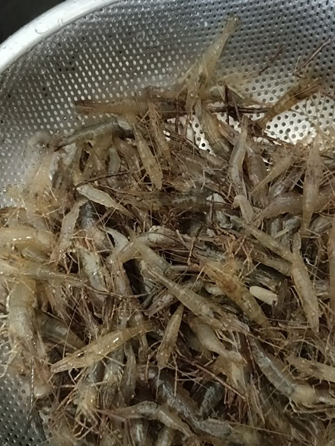 查干湖鱼类