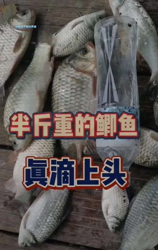 鱼竿:创威赤刃6(新鱼竿也算开光了) 饵料大黄鲫,野战蓝鲫,神野风暴,钢弹2号。窝料:自制小赶早口,干就完事了!#原创视频 #钓鱼技巧 #钓鱼日常分享 #创作者中心 #创作灵感