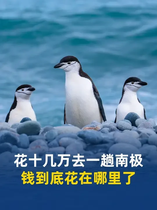 花十几万去一趟南极，这钱到底花在哪了？ #南极 #南极旅行 #极地旅行
